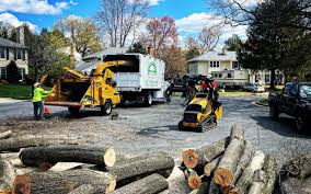 Reliable Orange, CA Tree Care Solutions