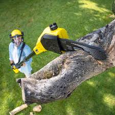 Best Tree Maintenance Programs  in Orange, CA