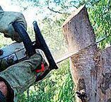 Best Tree and Shrub Care  in Orange, CA