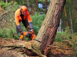 Best Grass Overseeding  in Orange, CA