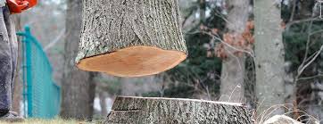 How Our Tree Care Process Works  in  Orange, CA