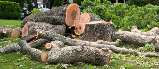 Best Fruit Tree Pruning  in Orange, CA
