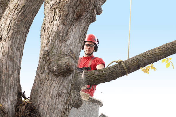 Best Palm Tree Trimming  in Orange, CA